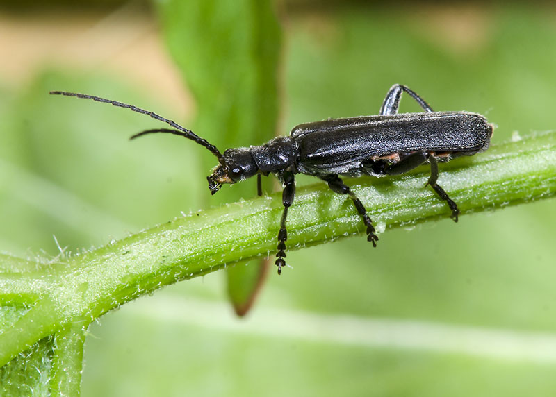 Cantharidae: Cantharis sp.